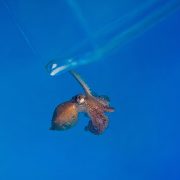 A small juvenile red octopus clings to the rim of a clear container as it is moved, against a deep blue background.