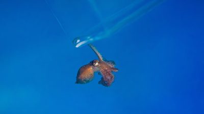 A small juvenile red octopus clings to the rim of a clear container as it is moved, against a deep blue background.
