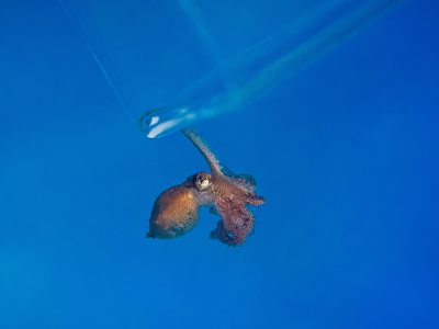 A small juvenile red octopus clings to the rim of a clear container as it is moved, against a deep blue background.