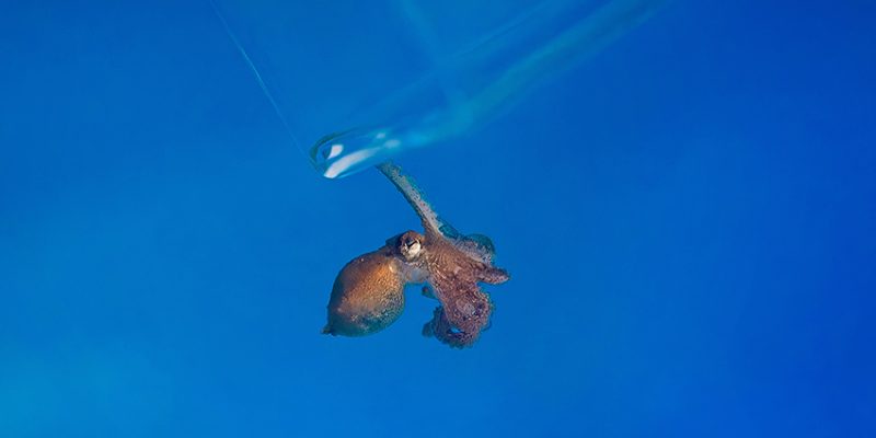 A small juvenile red octopus clings to the rim of a clear container as it is moved, against a deep blue background.
