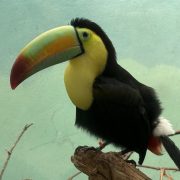 A keel-billed toucan with a green, orange and red bill perches on a branch against a pale green wall.