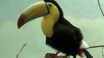 A keel-billed toucan with a green, orange and red bill perches on a branch against a pale green wall.