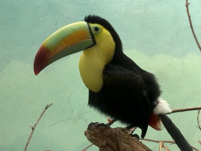 A keel-billed toucan with a green, orange and red bill perches on a branch against a pale green wall.