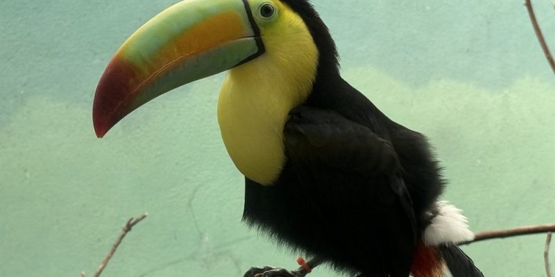 A keel-billed toucan with a green, orange and red bill perches on a branch against a pale green wall.
