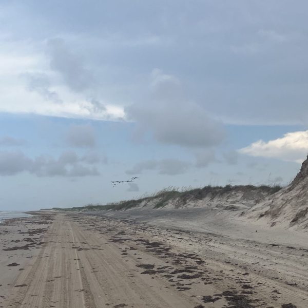 An empty stretch of beach on South Padre Island under a cloudy sky, with surf breaking on the left, eroded grass-topped dunes rising on the right, and a line of pelicans flying low over the sand