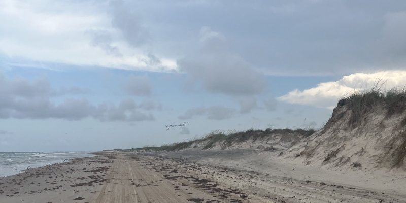 An empty stretch of beach on South Padre Island under a cloudy sky, with surf breaking on the left, eroded grass-topped dunes rising on the right, and a line of pelicans flying low over the sand
