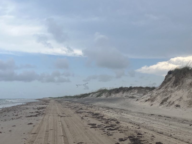 An empty stretch of beach on South Padre Island under a cloudy sky, with surf breaking on the left, eroded grass-topped dunes rising on the right, and a line of pelicans flying low over the sand