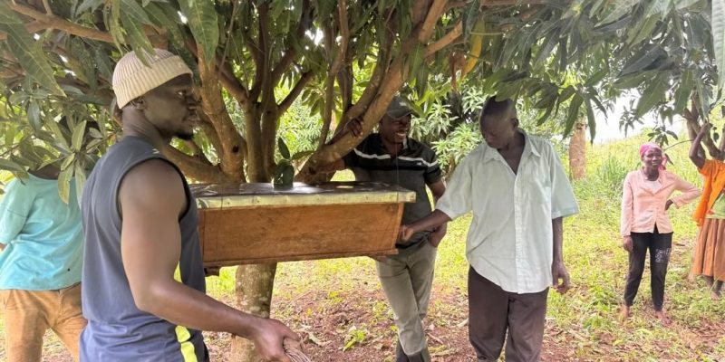 Four men carry a long wooden Kenya Top Bar beehive with a metal roof beneath a mango tree, with two women watching from the grass behind them.