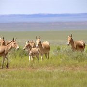 A group of khulan, sandy-coloured wild asses, stand in green steppe grassland with open plains behind them.