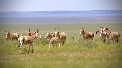 A group of khulan, sandy-coloured wild asses, stand in green steppe grassland with open plains behind them.