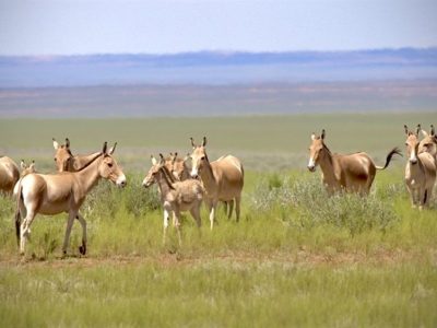 A group of khulan, sandy-coloured wild asses, stand in green steppe grassland with open plains behind them.