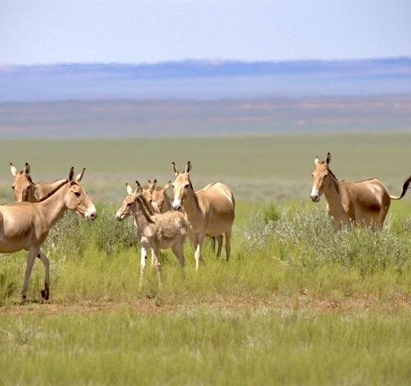 A group of khulan, sandy-coloured wild asses, stand in green steppe grassland with open plains behind them.