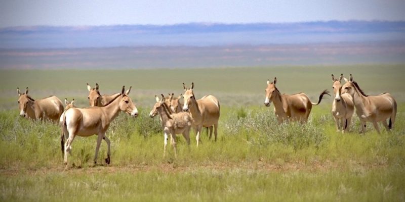 A group of khulan, sandy-coloured wild asses, stand in green steppe grassland with open plains behind them.