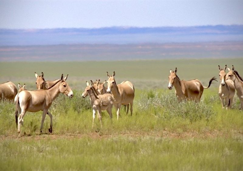 A group of khulan, sandy-coloured wild asses, stand in green steppe grassland with open plains behind them.