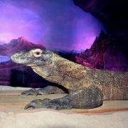 A Komodo dragon resting on sand in front of a painted mountain backdrop inside the new Dragon House