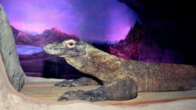 A Komodo dragon resting on sand in front of a painted mountain backdrop inside the new Dragon House