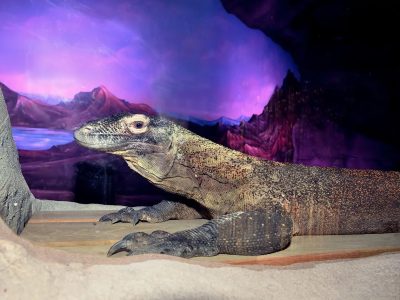 A Komodo dragon resting on sand in front of a painted mountain backdrop inside the new Dragon House