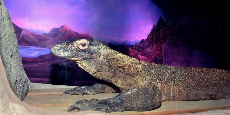 A Komodo dragon resting on sand in front of a painted mountain backdrop inside the new Dragon House