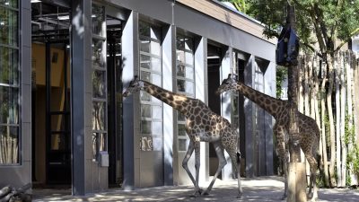 Two giraffes stand outside a long grey and timber building with tall glazed bays, one walking past the open doorways and the other reaching toward a dark feeder bag hung from a post.