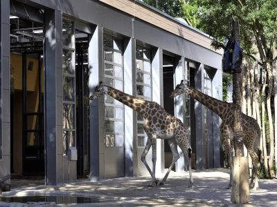 Two giraffes stand outside a long grey and timber building with tall glazed bays, one walking past the open doorways and the other reaching toward a dark feeder bag hung from a post.