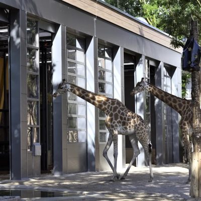Two giraffes stand outside a long grey and timber building with tall glazed bays, one walking past the open doorways and the other reaching toward a dark feeder bag hung from a post.