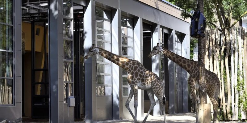 Two giraffes stand outside a long grey and timber building with tall glazed bays, one walking past the open doorways and the other reaching toward a dark feeder bag hung from a post.