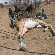 Four Kenya Wildlife Service staff in green uniforms and blue surgical gloves kneel and stand around an adult Maasai giraffe lying on her side on dry grassland, a soft rope running along her body, with scattered thorn trees behind.