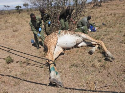Four Kenya Wildlife Service staff in green uniforms and blue surgical gloves kneel and stand around an adult Maasai giraffe lying on her side on dry grassland, a soft rope running along her body, with scattered thorn trees behind.