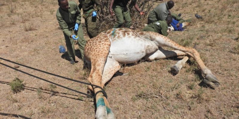 Four Kenya Wildlife Service staff in green uniforms and blue surgical gloves kneel and stand around an adult Maasai giraffe lying on her side on dry grassland, a soft rope running along her body, with scattered thorn trees behind.