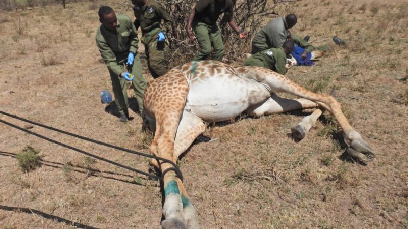Four Kenya Wildlife Service staff in green uniforms and blue surgical gloves kneel and stand around an adult Maasai giraffe lying on her side on dry grassland, a soft rope running along her body, with scattered thorn trees behind.