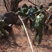 About a dozen Kenya Wildlife Service rangers in green overalls brace against a blindfolded rhino in dry leaf-littered bush, guiding it forward with a thick rope while an armed ranger watches from the right.