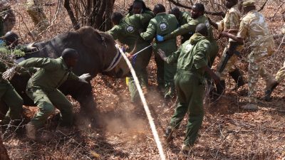 About a dozen Kenya Wildlife Service rangers in green overalls brace against a blindfolded rhino in dry leaf-littered bush, guiding it forward with a thick rope while an armed ranger watches from the right.