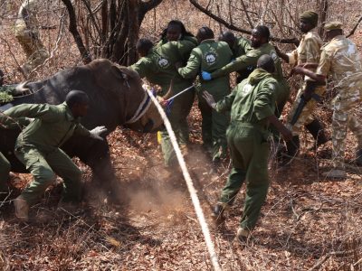 About a dozen Kenya Wildlife Service rangers in green overalls brace against a blindfolded rhino in dry leaf-littered bush, guiding it forward with a thick rope while an armed ranger watches from the right.