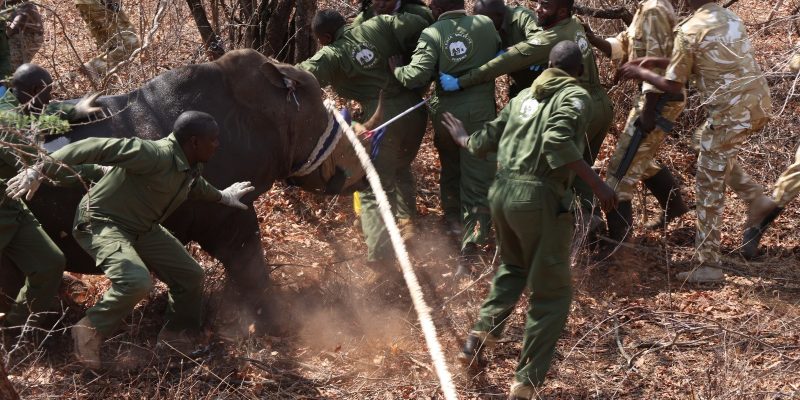 About a dozen Kenya Wildlife Service rangers in green overalls brace against a blindfolded rhino in dry leaf-littered bush, guiding it forward with a thick rope while an armed ranger watches from the right.