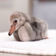 A downy grey lesser flamingo chick sits on a folded white towel, its bill still short and straight.