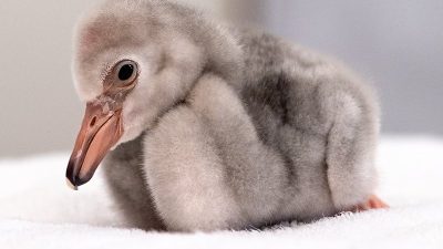 A downy grey lesser flamingo chick sits on a folded white towel, its bill still short and straight.