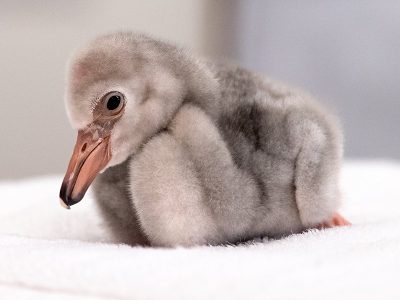 A downy grey lesser flamingo chick sits on a folded white towel, its bill still short and straight.