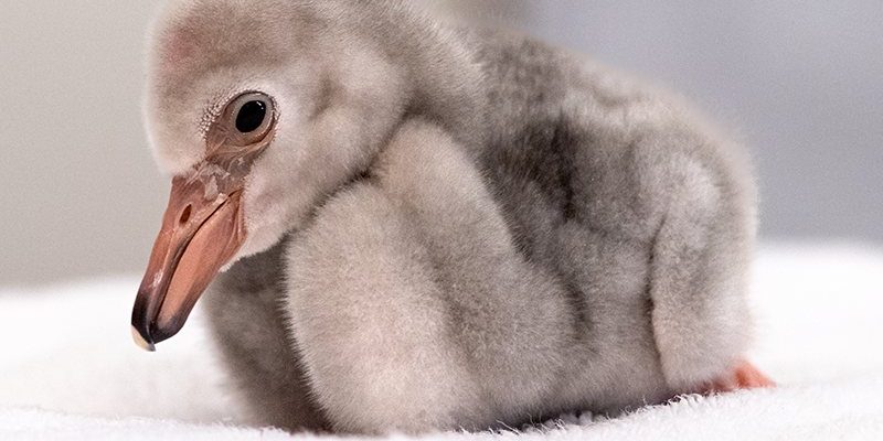 A downy grey lesser flamingo chick sits on a folded white towel, its bill still short and straight.
