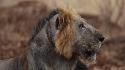 A young male lion lies on red earth in profile, a raw pink wound encircling his neck where a wire snare had tightened, with a loose length of wire still visible across his muzzle and dry scrub behind him.
