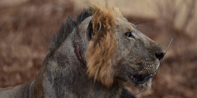 A young male lion lies on red earth in profile, a raw pink wound encircling his neck where a wire snare had tightened, with a loose length of wire still visible across his muzzle and dry scrub behind him.