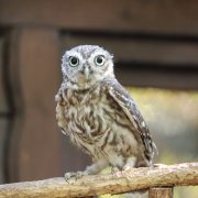 A young little owl perched on a wooden beam, looking toward the camera