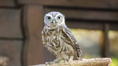 A young little owl perched on a wooden beam, looking toward the camera