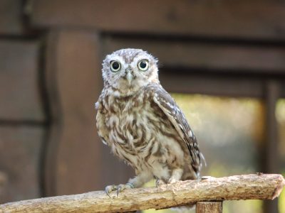 A young little owl perched on a wooden beam, looking toward the camera