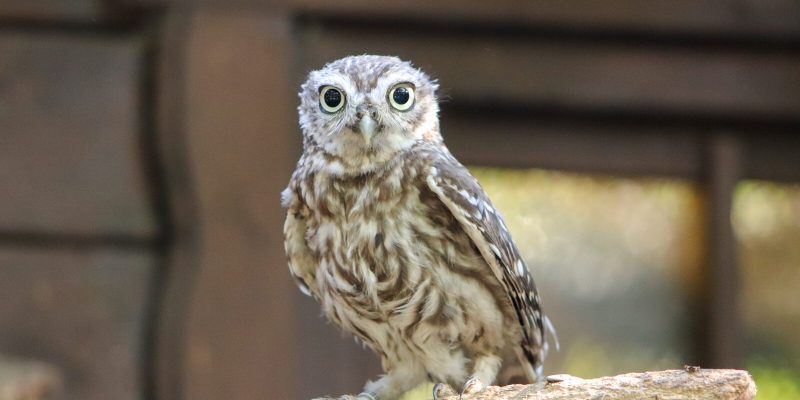 A young little owl perched on a wooden beam, looking toward the camera
