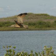 A long-billed curlew flies low over calm water with its long curved bill extended and mottled brown wings raised, a green dune ridge behind it.