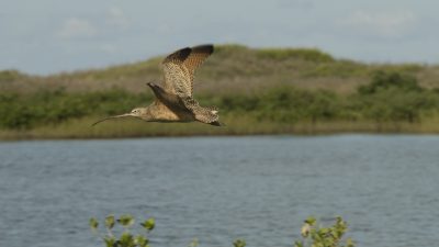 A long-billed curlew flies low over calm water with its long curved bill extended and mottled brown wings raised, a green dune ridge behind it.
