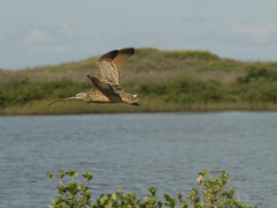 A long-billed curlew flies low over calm water with its long curved bill extended and mottled brown wings raised, a green dune ridge behind it.