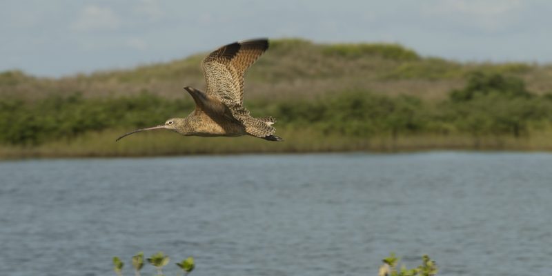 A long-billed curlew flies low over calm water with its long curved bill extended and mottled brown wings raised, a green dune ridge behind it.