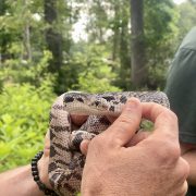 A person holds a patterned Louisiana pine snake in both hands in front of green forest undergrowth.