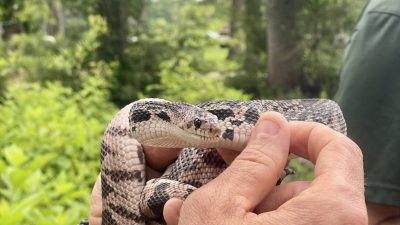A person holds a patterned Louisiana pine snake in both hands in front of green forest undergrowth.